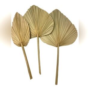 Dried Palm Leaves for Decor - Set of 3